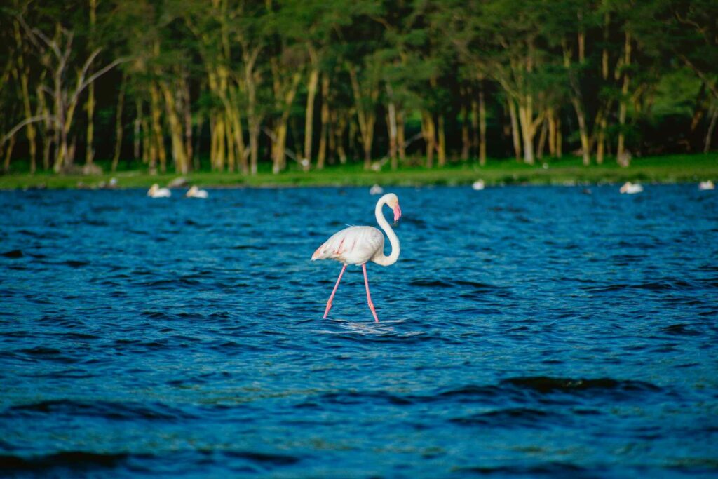 Nakuru Tours