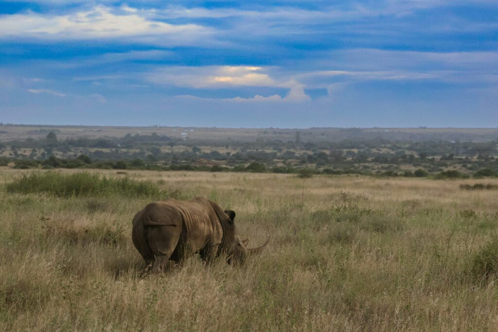 Nairobi Tours