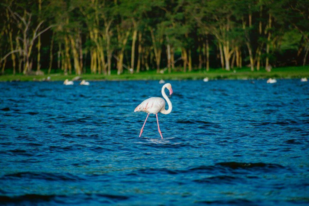 6 Days Maasai Mara – Lake Nakuru – Amboseli Safari