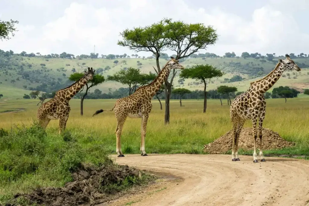Lamu Tours