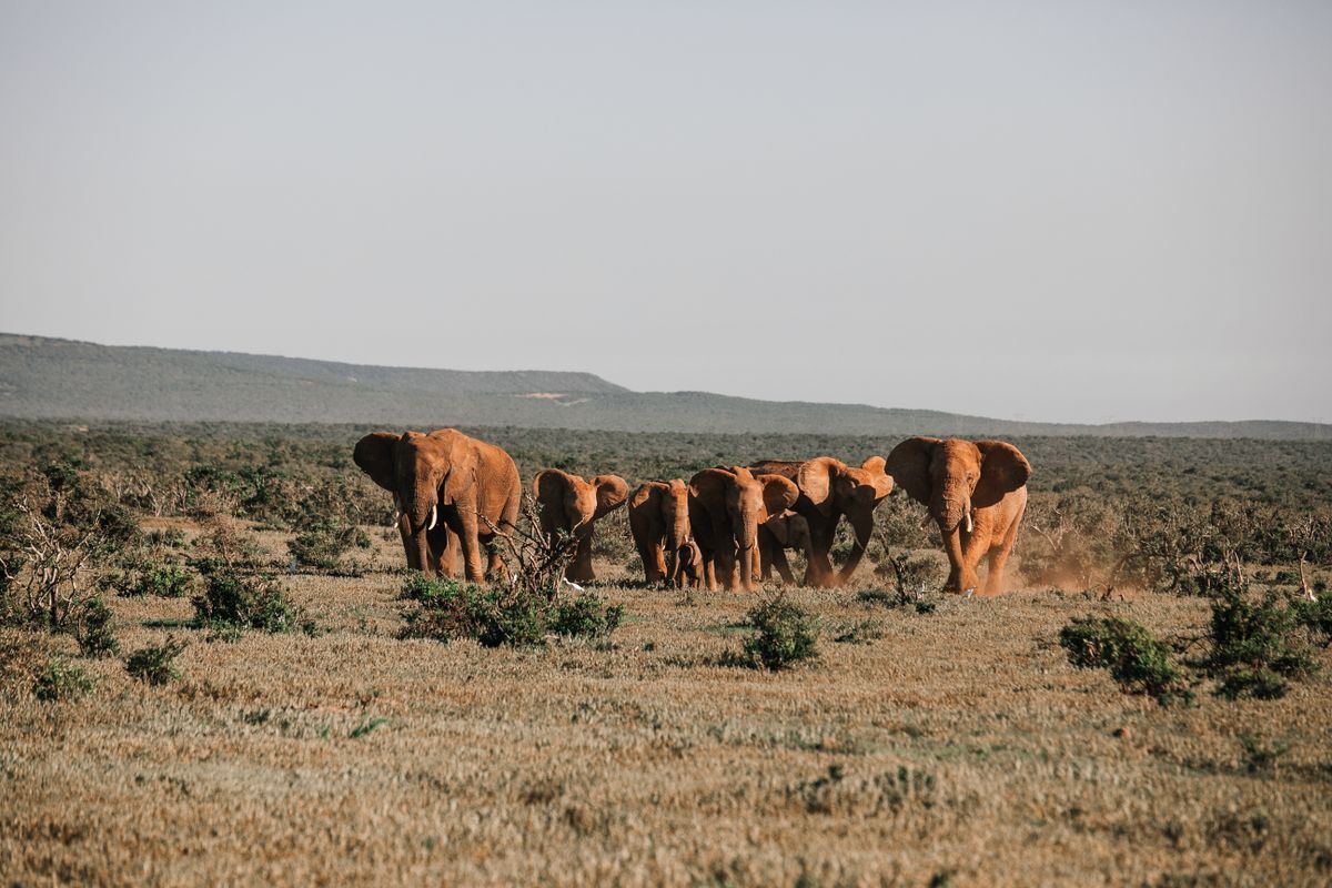 Maasai village cultural visit